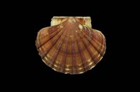 藏品(白碟海扇蛤)的圖片